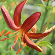  lily "Hantsing"